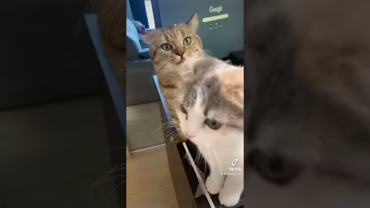 頭についてるチュールをとってあげようとしたらキレられる妹猫#shorts