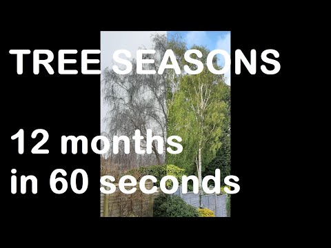 AMAZING - watch trees change through the seasons - 12 months in 60 seconds!