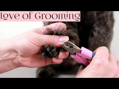 How to Clip Black Dog Nails Video