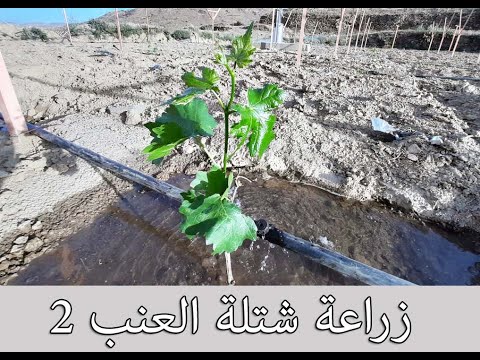 , title : 'طريقة زراعة شتلة العنب 2 | How to plant a grapes tree 2'