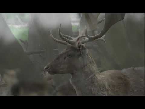 Kurzsteckbrief Damwild