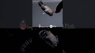 Download lagu PERBEDAAN BACKGROUND HITAM DAN PUTIH PADA SATU IKAN || CHANNA ORCHA mp3 Download lagu PERBEDAAN BACKGROUND HITAM DAN PUTIH PADA SATU IKAN || CHANNA ORCHA mp3
