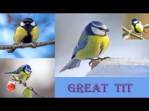 Great Tit - Birds Chirping and Singing  | Great Tit Bird Call Bird Song | Blue Tit Bird Call Bird SO