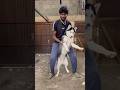 Husky Dancing Simba Joining Trend Mithun Offline Music Trending Husky Dance Viral