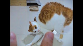 Cat vs Hand