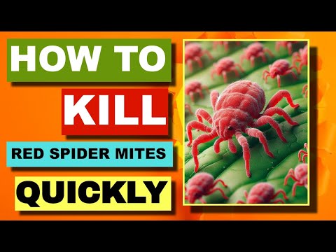 SO TÖTEN SIE ROTE SPINNMILBEN AUF BETON