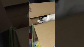 今日の、ぽんず。2018. 11.13 today's my kitty