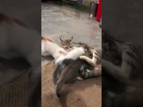 🐱 Mr. Tom  #cat #cats #catlover #catvideos #catshorts #shortsfeed #shortvideo #short #love #travel