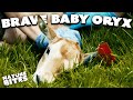 Brave Baby Oryx Gets Tagged Fota Into The Wild Nature Bites