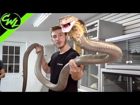 image-How far do King Cobras travel?
