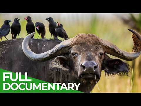 Wildlife Stories: Dress Code Survival