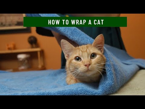 How to wrap a cat updated 2021 || How to wrap a cat in a blanket || How to wrap a cat up in a towel