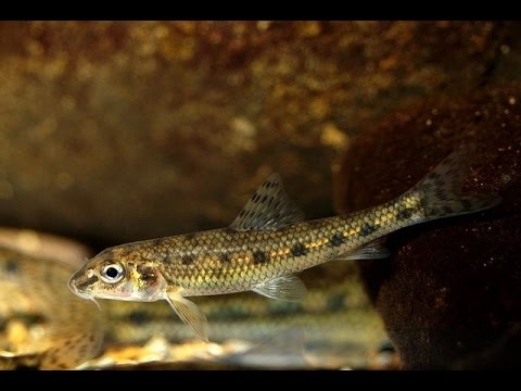 Friture de Goujons en Loire.