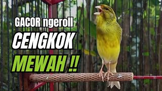 Download lagu Masteran KENARI GACOR ngeroll panjang,Cuit Cuit Emosi AMPUH bikin kenari nyaut ,Masteran MURAI BATU mp3 Download lagu Masteran KENARI GACOR ngeroll panjang,Cuit Cuit Emosi AMPUH bikin kenari nyaut ,Masteran MURAI BATU mp3
