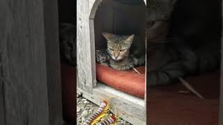 Watch this cat's SHOCKED reaction when a centipede approaches - funny😂😱 #shorts #centipede #cats