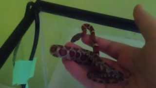 New corn snake named rocko