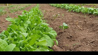 Come coltiviamo la rucola in piccole quantità