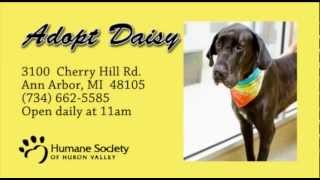 Daisy - a 3 year old Great Dane who thinks she's a lap dog