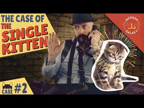 Single Kitten Syndrome: Think Twice! - YouTube