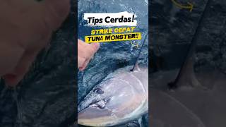 Download lagu Monster Tuna Strikes! These Secret Tips Never Fail! #fishing #fish #tuna #strike #shorts mp3 Download lagu Monster Tuna Strikes! These Secret Tips Never Fail! #fishing #fish #tuna #strike #shorts mp3