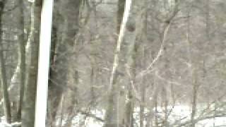 preview picture of video '#2 Remmington Ghost Deer Camera Filmed Buck Swansea Mass.'