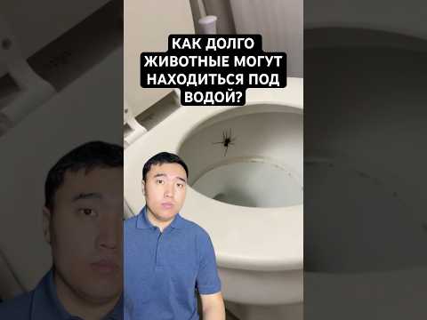 Как Долго Животные Могут Находиться Под Водой?