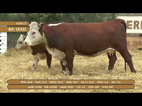 Lote 3 Pieza de cria Hereford