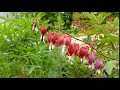 Dicentra spectabilis 'Valentine'