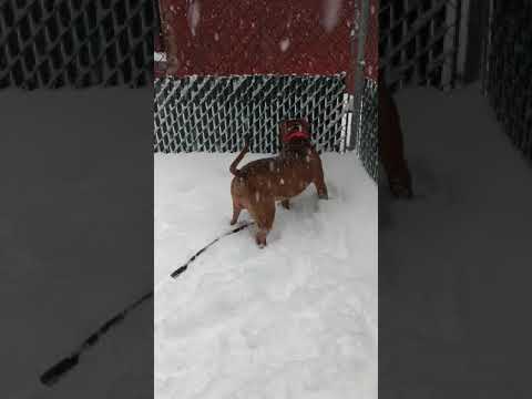 Roscoe, an adopted Pit Bull Terrier Mix in Central Islip, NY_image-1