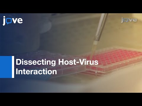 Dissecting Host-Virus Interaction: Lytic Replication Of Model Herpesvirus l Protocol Preview