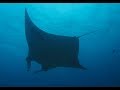 Manta Ray Diving Maledives 2018, Manta, Euro-Divers, Vilamendhoo, Malediven