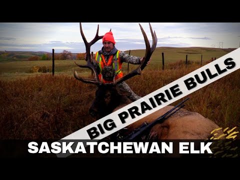 Big Prairie Bulls | Saskatchewan Elk