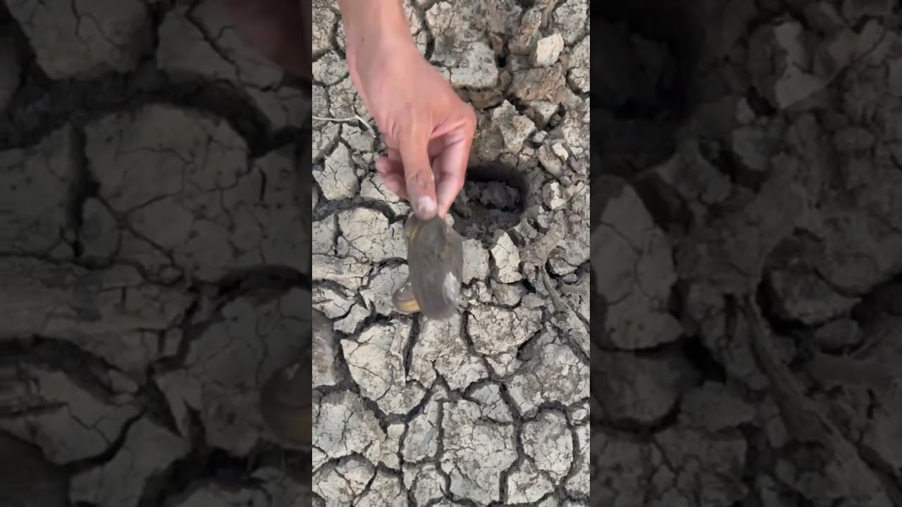 Finding River shells after flooding #shorts #shortvideo