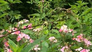 Martin Page -- &quot;Everything You Do&quot;