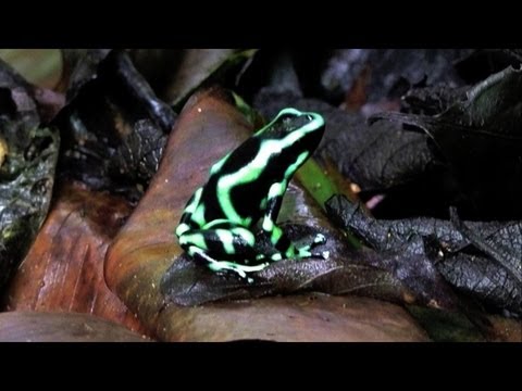 Pralesnicka zelena - prve pozorovania