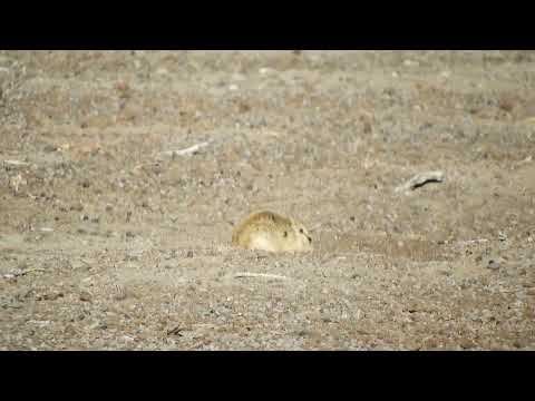 Tuco-tuco de la Puna (Ctenomys opimus) - Rinconada,  Jujuy 1/9/2025
