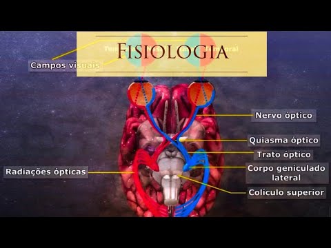 Fisiologia da visão
