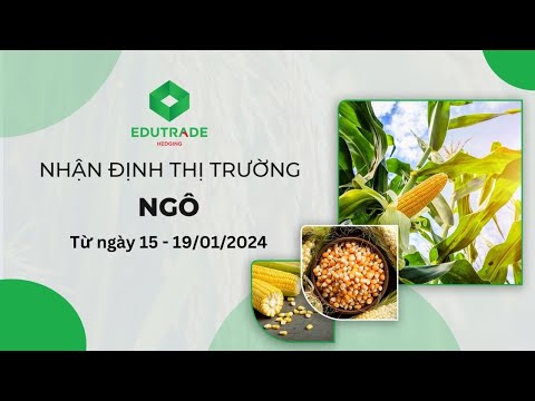 Nhận Định Thị Trường - Ngô (Ngày 15 - 19/01/2024 )