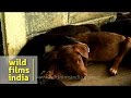 Placing Homeless Animals In Loving Homes At Kalimpong