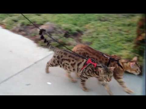 Cheeto & Kona, two leash trained bengals on a walk video