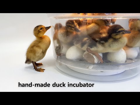 Please take my friend out of the bowl! - Automatic duck incubator