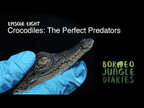 Borneo Jungle Diaries: Episode Eight - Crocodiles: The Perfect Predator [UHD/4K] SZtv