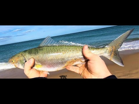 BIG Bait Balls And Torpedo Salmon