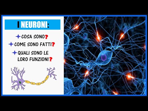 Neurons: What are they and how are they formed? What are they for? (also subtitles english)