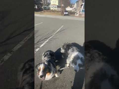 Triumph Dog Training LLC video.