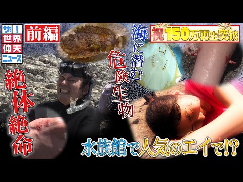 紅葉エイの針 植物