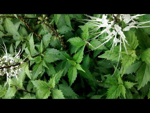 download lagu mp3 mp4 Cats Whiskers Plant Australia, download lagu Cats Whiskers Plant Australia gratis, unduh video klip Cats Whiskers Plant Australia