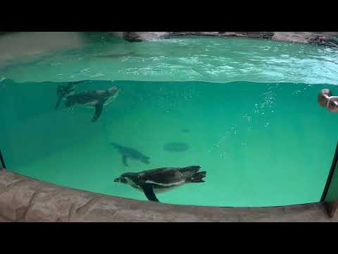 Visit to Krakow Zoo (Poland)