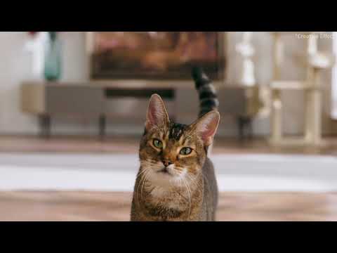 Petkit YumShare SOLO Smart 3L White Petkit YumShare SOLO Smart 3L White