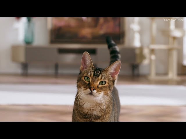 Petkit Yumshare Solo Smart Feeder mit 3L-Kamera video